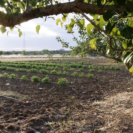 Agrimat Salento Villa Alezio المظهر الخارجي الصورة