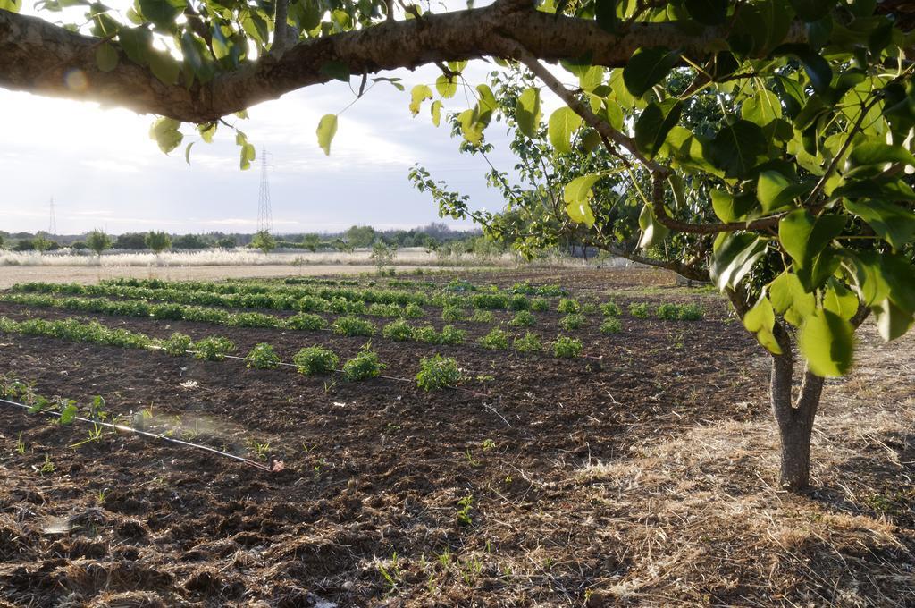 Agrimat Salento Villa Alezio المظهر الخارجي الصورة